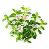 Ingredient 4