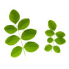Ingredient 6