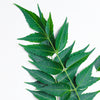 Ingredient 4